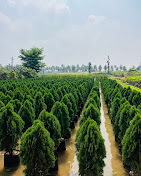 How to Grow and Care for Thuja Plants (Mayoor Pankhi): Complete Guide